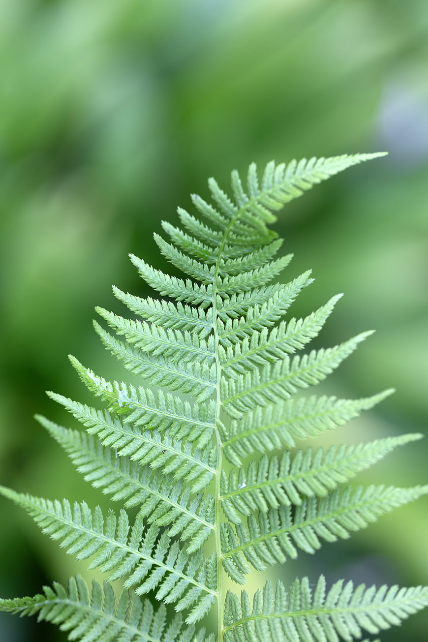 Close-up of a vibrant green fern frond against a blurred background