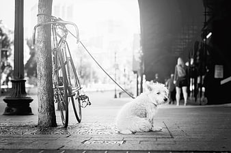 White dog sitting on leash next to bicycle on city street