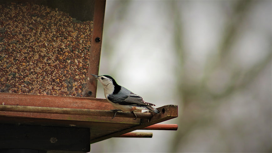 White-breasted Nuthatch on Wooden Bird Feeder
