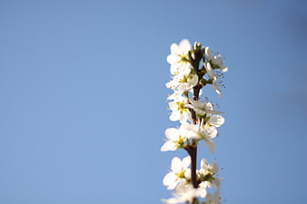 White spring blossoms on a branch against a clear blue sky