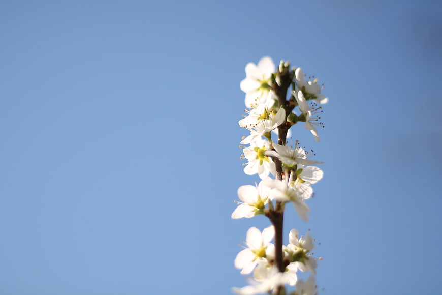 White spring blossoms on a branch against a clear blue sky