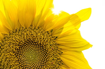 Close-up of a vibrant yellow sunflower head against white background