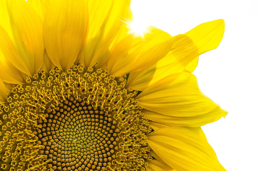 Close-up of a vibrant yellow sunflower head against white background