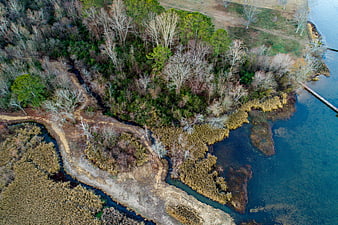 Aerial View of Forested Wetland and Lake Shoreline