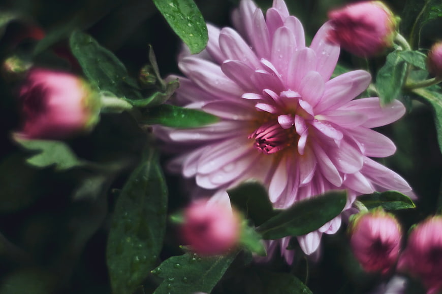 Close-up of pink chrysanthemum with water droplets