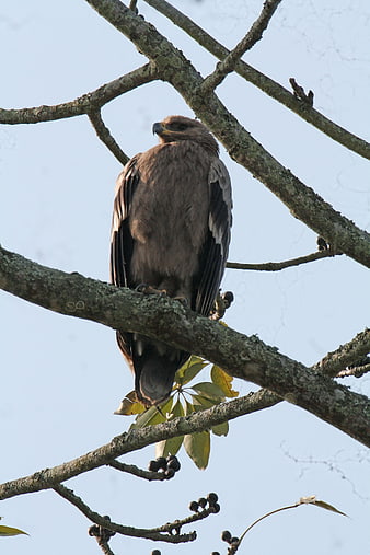 Crested Serpent Eagle Perched on Tree Branch