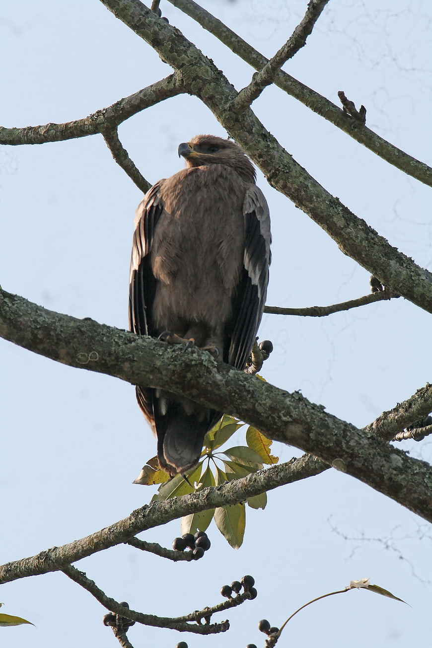 Crested Serpent Eagle Perched on Tree Branch