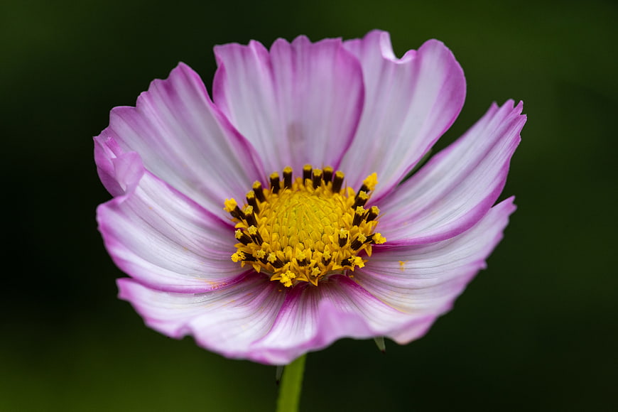 Close-up of a pink and white cosmos flower with yellow center