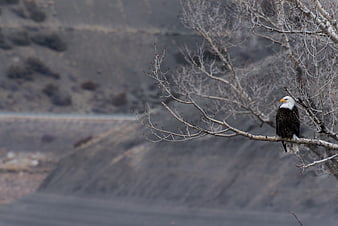 Bald Eagle Perched on Bare Branch in Winter Landscape