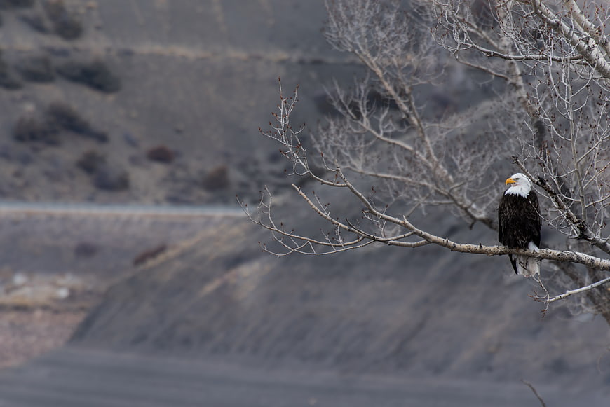 Bald Eagle Perched on Bare Branch in Winter Landscape