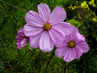 Close-up of pink cosmos flowers in a garden