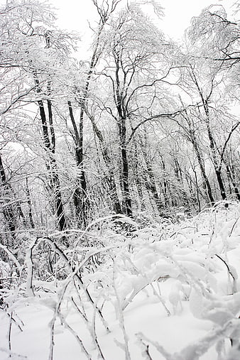 Black and white winter forest with snow-covered trees