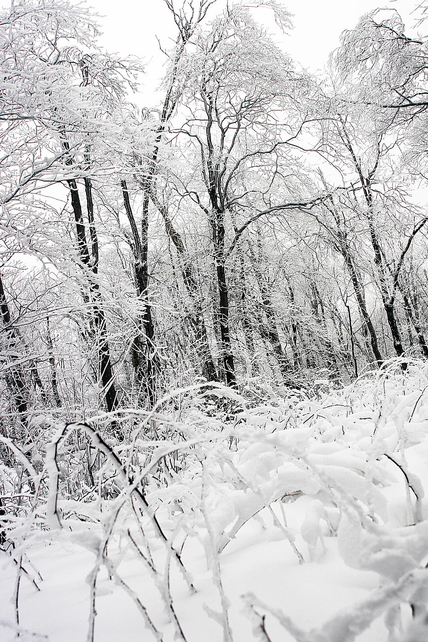 Black and white winter forest with snow-covered trees