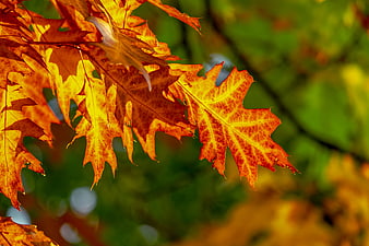 Vibrant Orange Autumn Oak Leaves Backlit by Sunlight