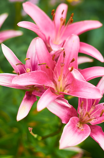 Close-up of vibrant pink lily flowers with pollen