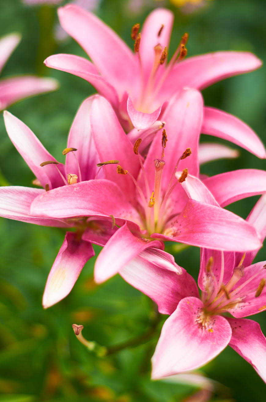 Close-up of vibrant pink lily flowers with pollen