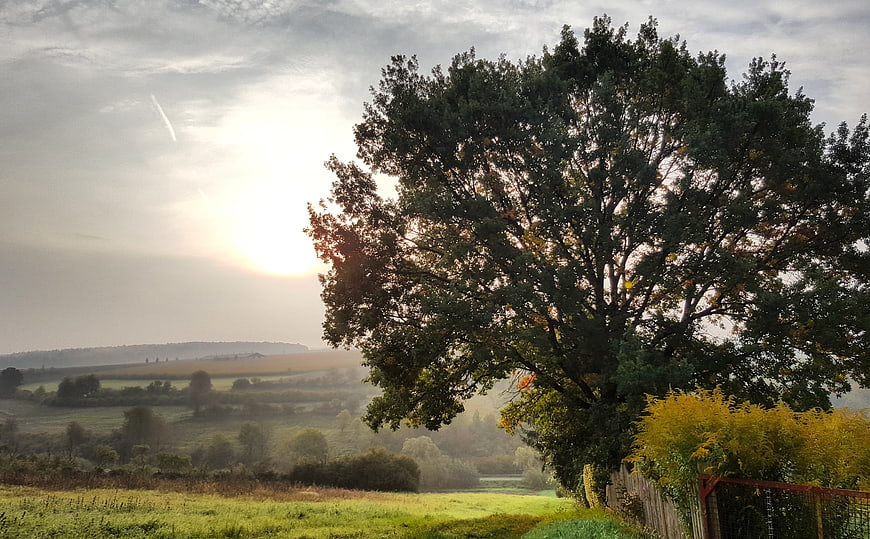 Large tree in rolling countryside landscape at sunrise