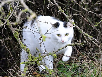 White cat with black spots walking through mossy branches