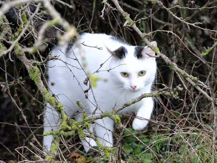 White cat with black spots walking through mossy branches