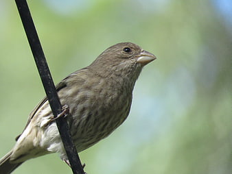 Close-up of a small brown bird perched on a black wire
