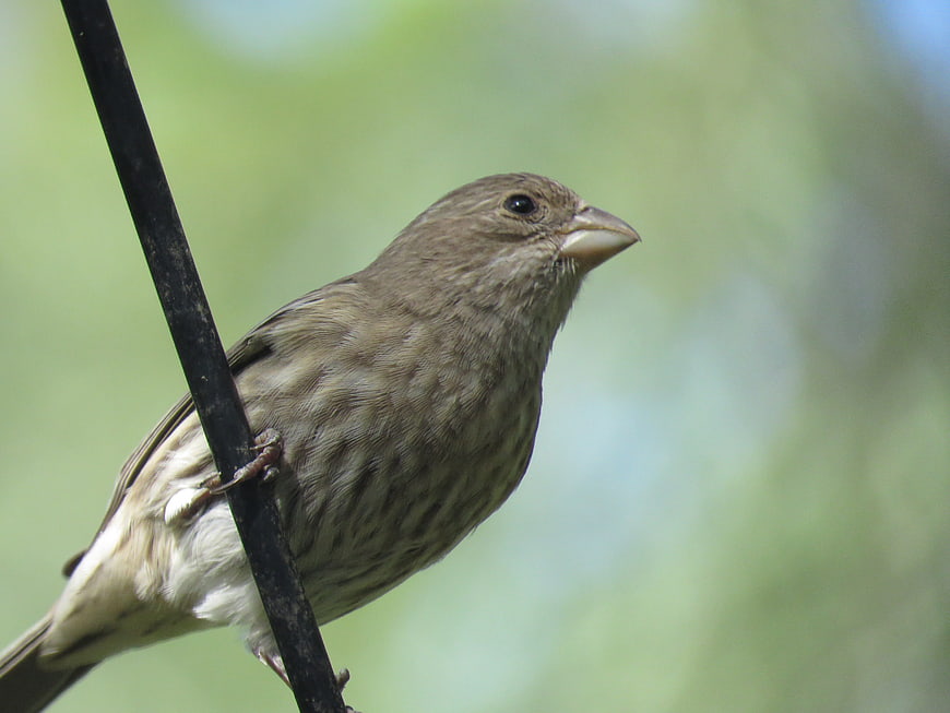 Close-up of a small brown bird perched on a black wire