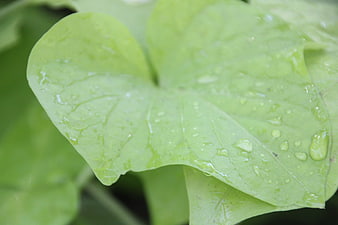 Close-up of green leaf with water droplets