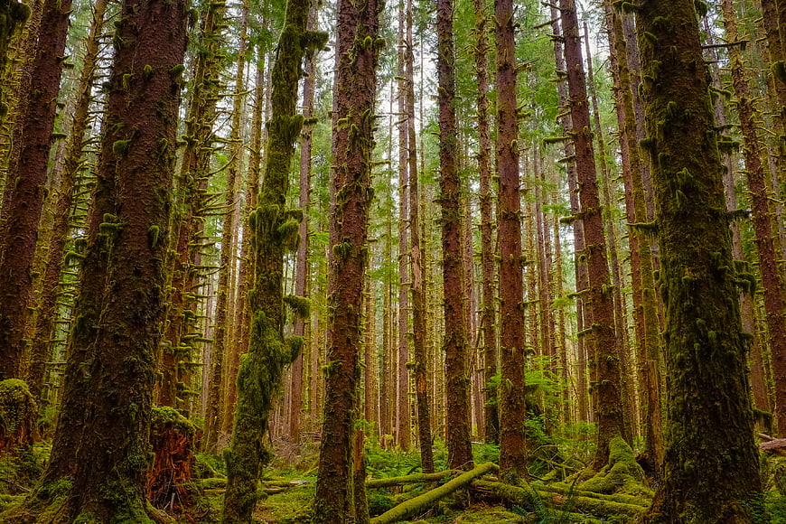 Tall Mossy Trees in Dense Green Forest