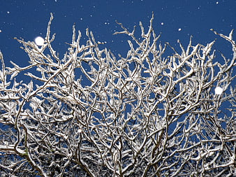 Snow-covered tree branches against a deep blue sky