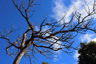 Low angle view of bare tree branches against blue sky