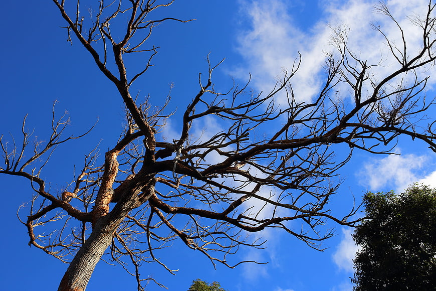 Low angle view of bare tree branches against blue sky