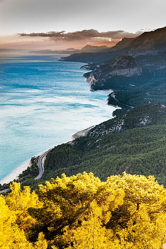 Golden pine trees overlooking a winding coastal road and blue sea