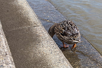 Female Mallard Duck Drinking Water on Concrete Steps