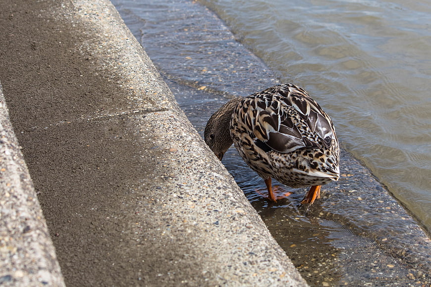 Female Mallard Duck Drinking Water on Concrete Steps
