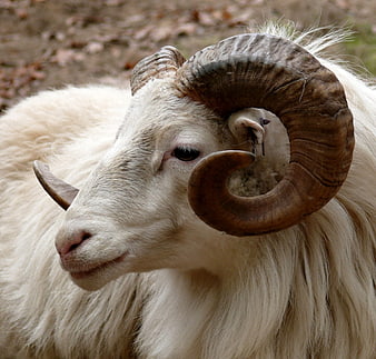 Close-up portrait of a white ram with large curved horns