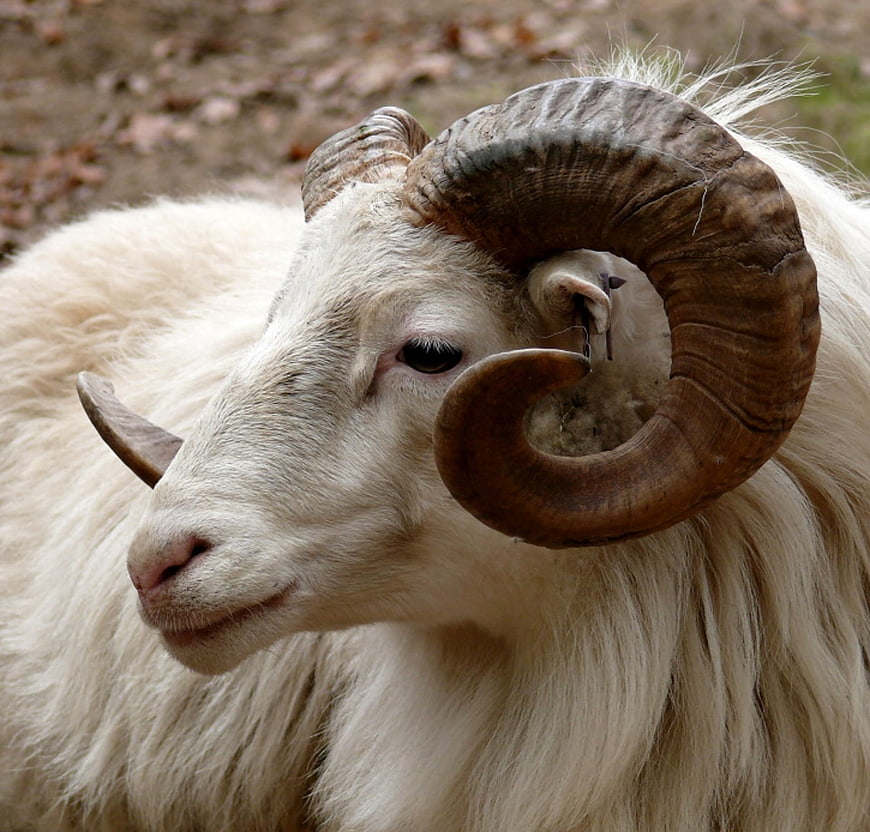Close-up portrait of a white ram with large curved horns