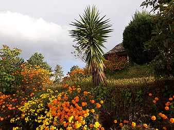 Vibrant Marigolds and Yucca Tree in Nepalese Garden