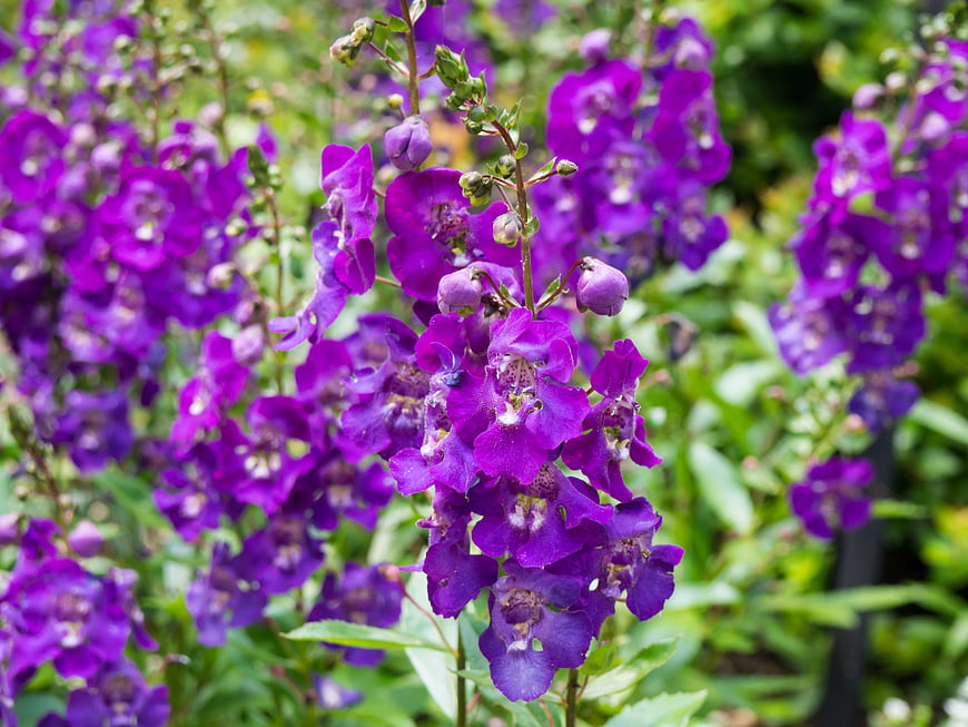 Vibrant Purple Penstemon Flowers in Garden