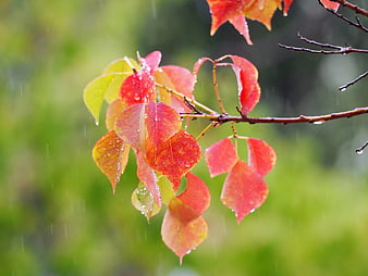 Vibrant red autumn leaves with raindrops on a branch