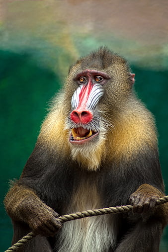 Close-up portrait of a Mandrill holding a rope