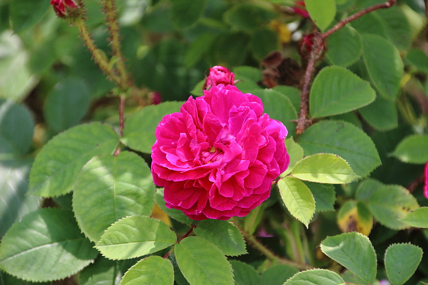 Vibrant Pink Rose Bloom in Green Garden