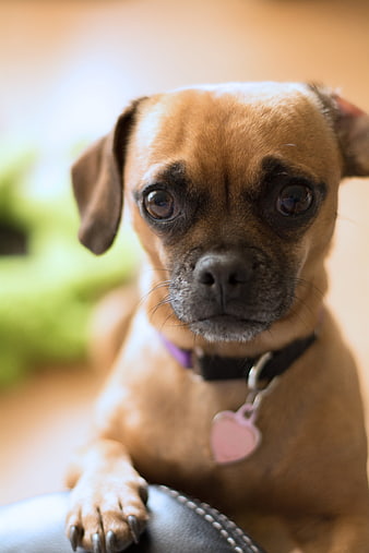 Close-up portrait of a brown puppy with a pink heart tag