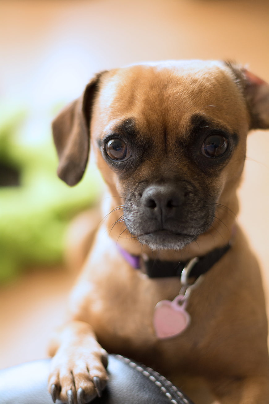 Close-up portrait of a brown puppy with a pink heart tag