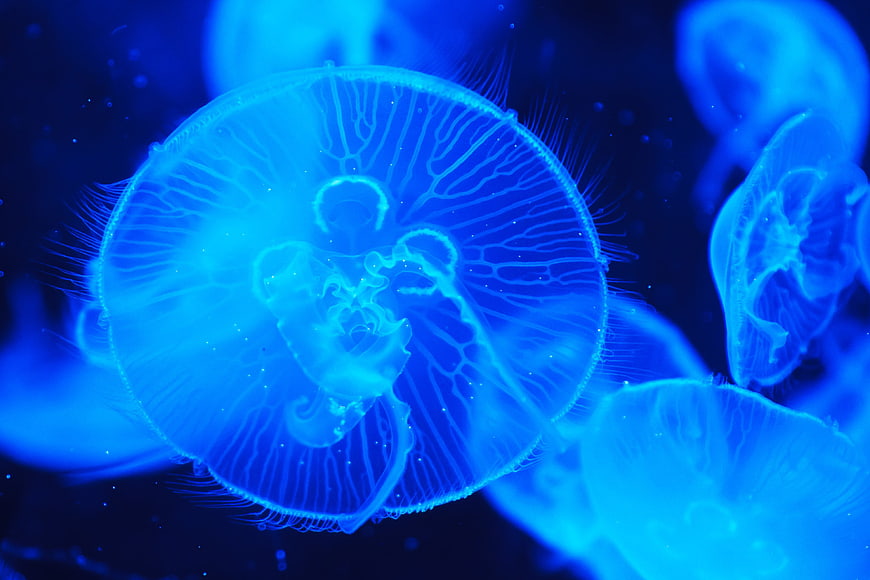Glowing Blue Jellyfish Floating in Dark Ocean Water