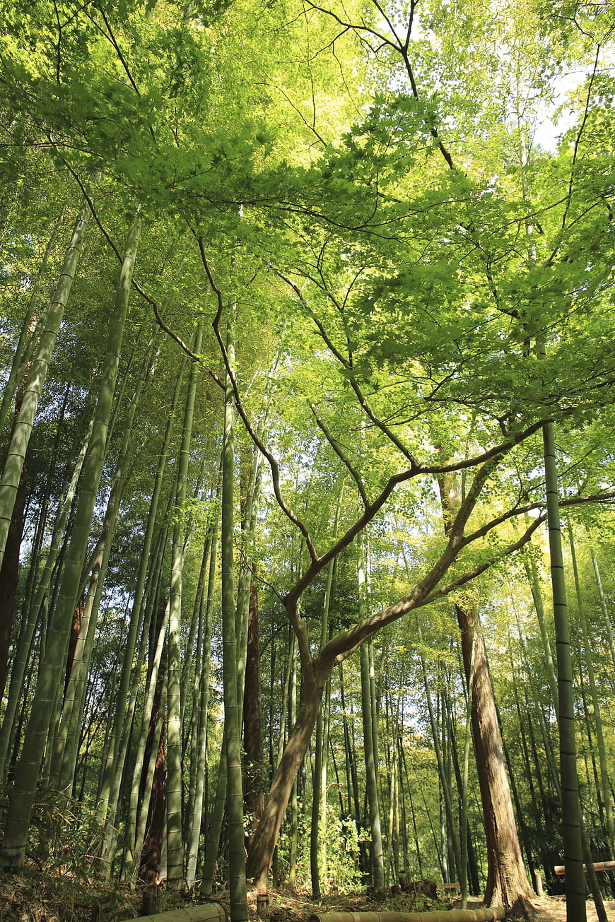 Sunlit Bamboo Forest with Tall Green Trees
