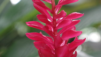 Close-up of vibrant pink Alpinia flower with blurred green background