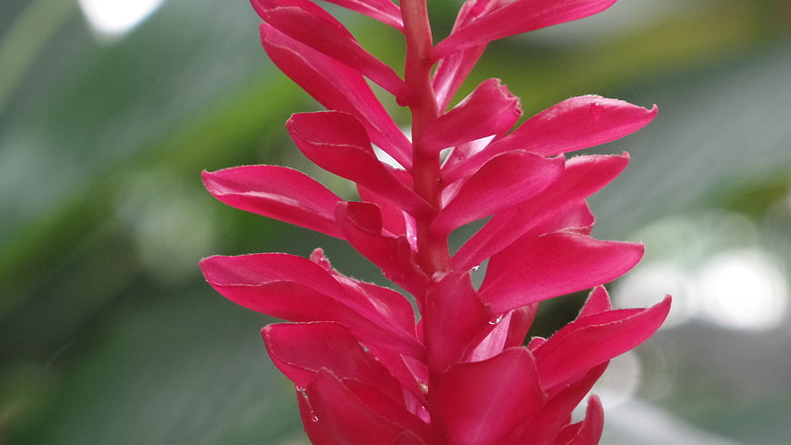 Close-up of vibrant pink Alpinia flower with blurred green background