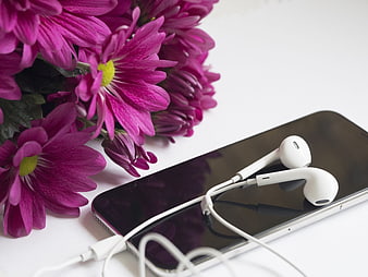 Smartphone with white earphones and pink chrysanthemums on a white surface