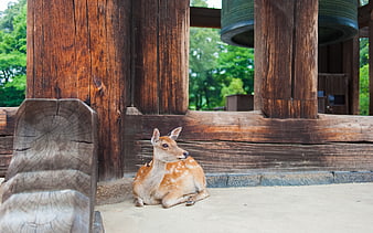 Spotted deer resting near traditional wooden temple structure