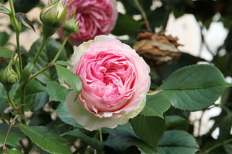 Close-up of a blooming pink rose with buds and green leaves