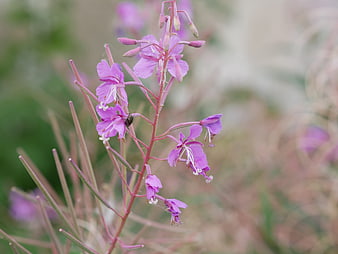 Close-up of purple fireweed flowers in natural setting
